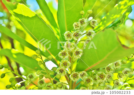 白いホルトノキの花(夏、七月) 白いホルトノキの花(夏、七月) 105002233