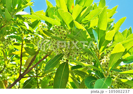白いホルトノキの花(夏、七月) 白いホルトノキの花(夏、七月) 105002237