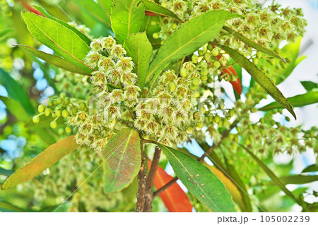 白いホルトノキの花（夏、七月） 105002239