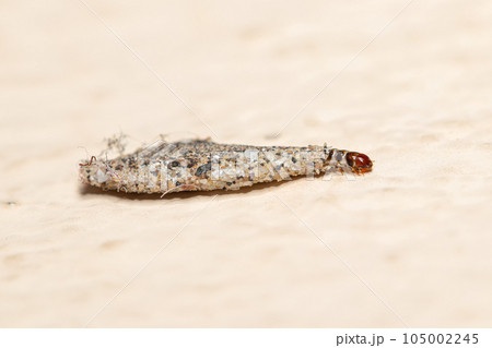 Closeup tineidae bagworms on the wall 105002245