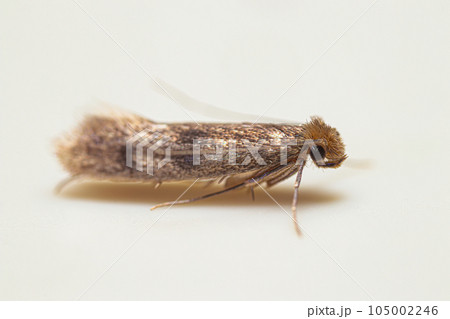 Closeup clothes moth portrait 105002246