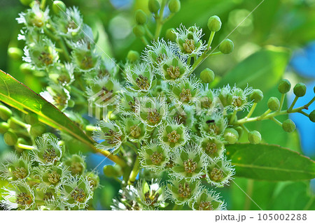 白いホルトノキの花(夏、七月) 白いホルトノキの花(夏、七月) 105002288