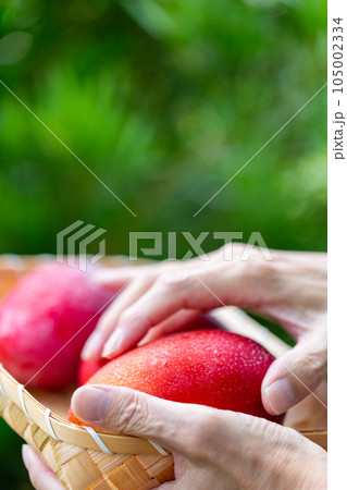 マンゴーの収穫をする男性 マンゴーの収穫をする男性 105002334