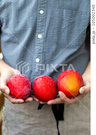 マンゴーの収穫をする男性 105002340