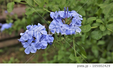 【動画あり】ルリマツリの花 105002429