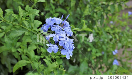 【動画あり】ルリマツリの花 105002434
