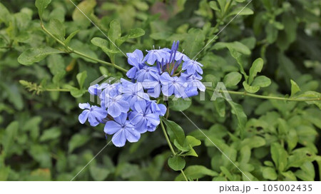 【動画あり】ルリマツリの花 105002435