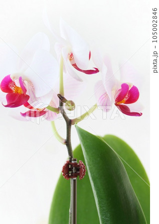 ミニ胡蝶蘭 赤白の花 明るい背景 洋ラン ミニ胡蝶蘭 赤白の花 明るい背景 洋ラン 105002846