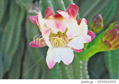 超特大　耐寒　強棘柱サボテン 約100cm ピンクの花 超特大 耐寒 強棘柱サボテン 約100cm ピンクの花 サボテンの種類一覧