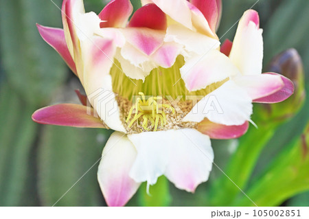 ピンク色の柱サボテンの花（夏、七月） 105002851