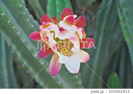 ピンク色の柱サボテンの花（夏、七月） 105002853