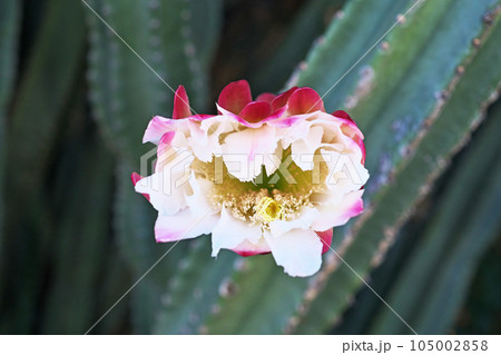 ピンク色の柱サボテンの花(夏、七月) ピンク色の柱サボテンの花(夏、七月) 105002858