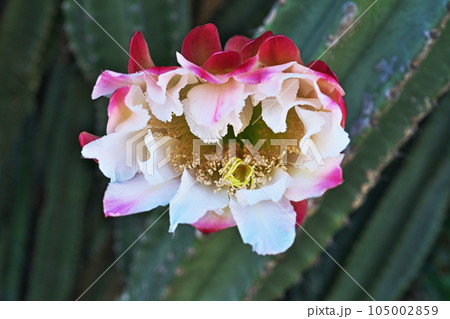 ピンク色の柱サボテンの花（夏、七月） 105002859
