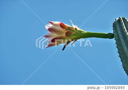 ピンク色の柱サボテンの花（夏、七月） 105002893