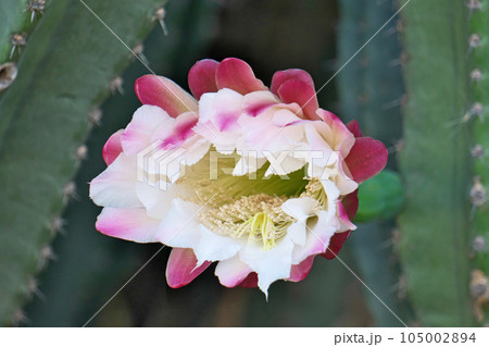 ピンク色の柱サボテンの花（夏、七月） 105002894