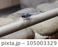休憩するトンボ 105003329
