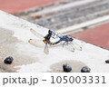 交尾するトンボ 105003331