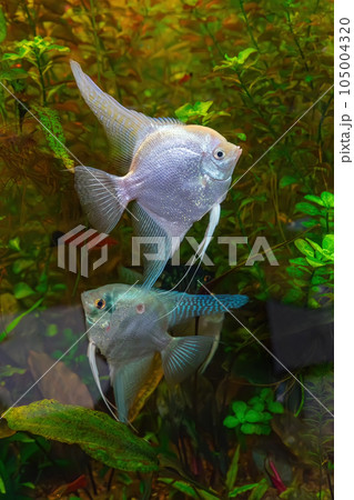 Tropical fish Pterophyllum scalare altum, angelfish swimming in aquarium with green seaweed. Tropical fish Pterophyllum scalare altum, angelfish swimming in aquarium with green seaweed. 105004320