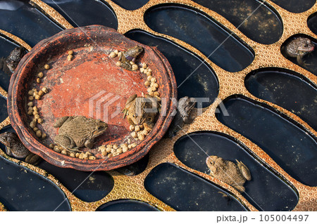 frog eating happily in the pond. frog eating happily in the pond. 105004497