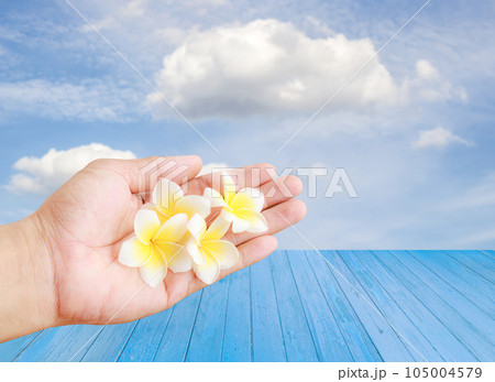 Tropical Plumeria flower in hand holding with sky background Tropical Plumeria flower in hand holding with sky background 105004579
