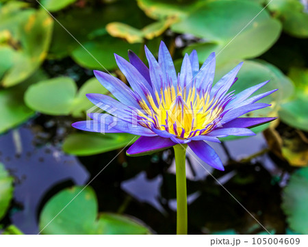 water lily lotus flower 105004609