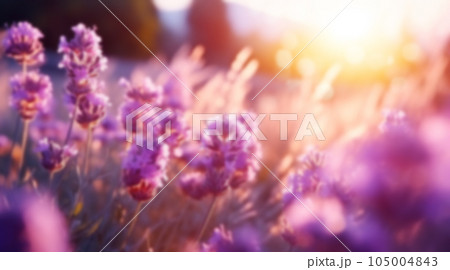 Abstract floral background of field of lavender flowers with soft style. Abstract floral background of field of lavender flowers with soft style. 105004843