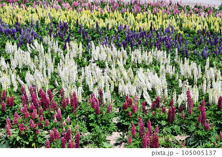 カラフルルピナスlupinus咲く富良野 カラフルルピナスlupinus咲く富良野 105005137