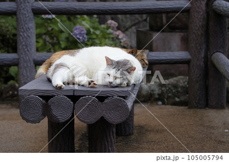 ベンチでのんびり寝ている可愛い野良猫 105005794