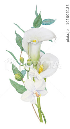 Watercolor clipart of white calla lily, orchid flower and eucaliptus branch. Handdrawn floral illustration for wedding invitations, floristic, beauty salon. Isolated composition of tropical water arum Watercolor clipart of white calla lily, orchid flower and eucaliptus branch. Handdrawn floral illustration for wedding invitations, floristic, beauty salon. Isolated composition of tropical water arum 105006188