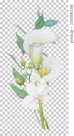 Watercolor clipart of white calla lily, orchid flower and eucaliptus branch. Handdrawn floral illustration for wedding invitations, floristic, beauty salon. Isolated composition of tropical water arum Watercolor clipart of white calla lily, orchid flower and eucaliptus branch. Handdrawn floral illustration for wedding invitations, floristic, beauty salon. Isolated composition of tropical water arum 105006188