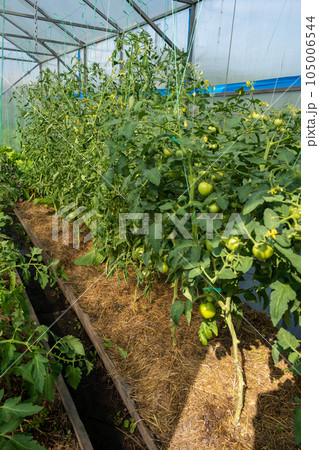 A lot of green tomatoes on a bush in a greenhouse. Tomato plants in greenhouse. Green tomatoes plantation. Organic farming, young tomato plants growth in greenhouse. A lot of green tomatoes on a bush in a greenhouse. Tomato plants in greenhouse. Green tomatoes plantation. Organic farming, young tomato plants growth in greenhouse. 105006544