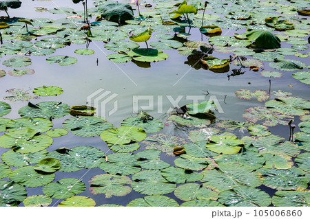 台湾、高雄の蓮池潭 蓮の花 台湾、高雄の蓮池潭 蓮の花 105006860