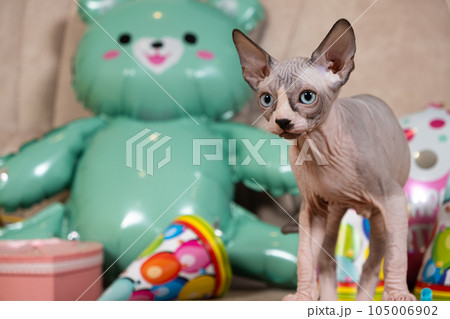 Hairless Sphynx kitten celebrates birthday. A holiday for beloved pet cat Hairless Sphynx kitten celebrates birthday. A holiday for beloved pet cat 105006902