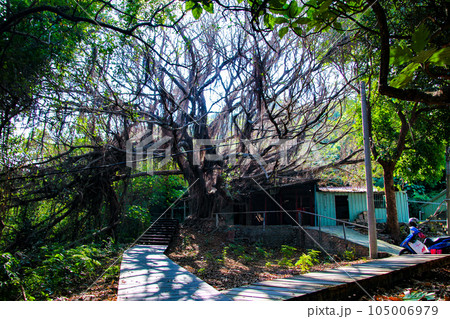 台湾、高雄のガジュマル 105006979