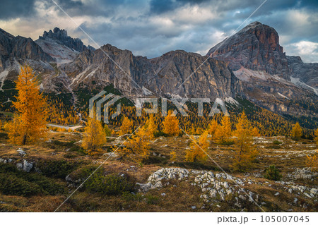 Autumn scenery with colorful larch trees in the Dolomites, Italy 105007045