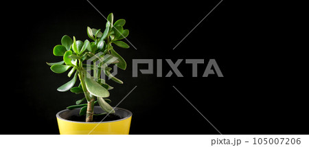 Crassula plant in a yellow pot isolated on a black background. Isolated Succulent plant. Potted tropical houseplant. Home minimal design. Crassula ovata, money tree. Home Garden, Flower Shop concept 105007206