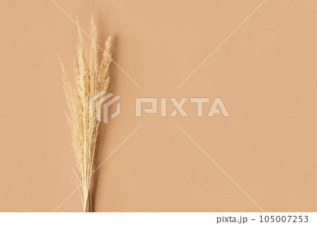 Dry pampas grass on brown background. Minimal stylish trend concept. Copy space. Nordic interior. Flat lay. Trendy bouquet of natural dried reed on beige. Herbal pattern with neutral colors. Warm tone 105007253