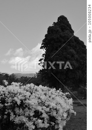 満開のつつじ 105008234