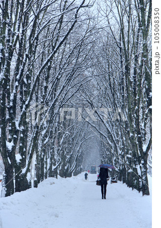 Lonely girl under umbrella walking in winter park during snowfall Lonely girl under umbrella walking in winter park during snowfall 105008350