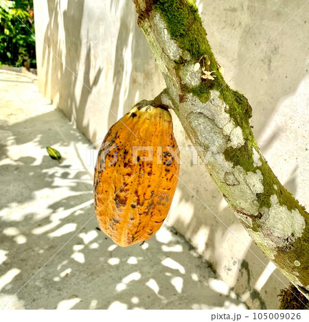 カカオの実 カカオの実 105009026