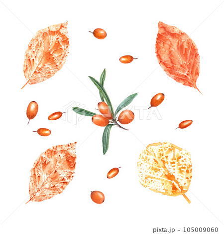 Imprints of autumn leaves in orange, sea buckthorn isolated on white background. Set of fall dry leaves, ripe fresh berries. Watercolor illustration of colorful leaf silhouettes for poster, frame Imprints of autumn leaves in orange, sea buckthorn isolated on white background. Set of fall dry leaves, ripe fresh berries. Watercolor illustration of colorful leaf silhouettes for poster, frame 105009060