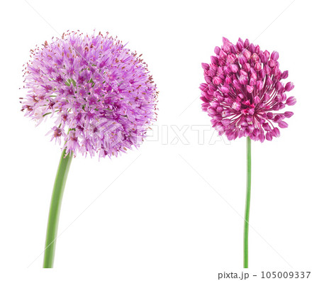 the flower of wild garlic isolated on white background. 105009337
