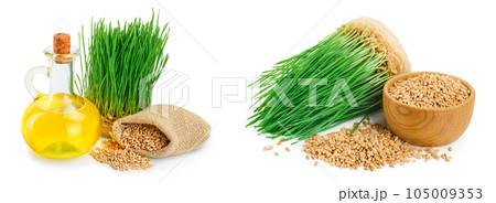 Wheat green sprouts and wheat germ oil isolated on white background 105009353