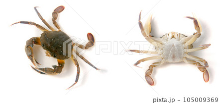 edible alive crab isolated on a white background edible alive crab isolated on a white background 105009369
