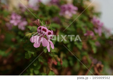 Pelargonium purple flowers closeup photo 105009502