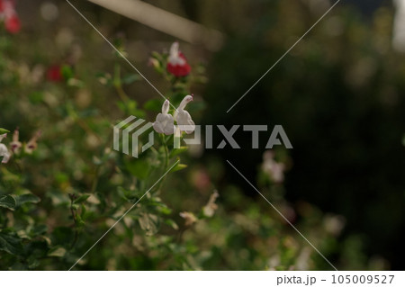 Salvia microphylla close up flowers 105009527