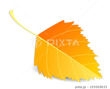 Autumn orange leaf, detailed, closeup, birch leaf isolated on white or transparent background with shadow 105009635