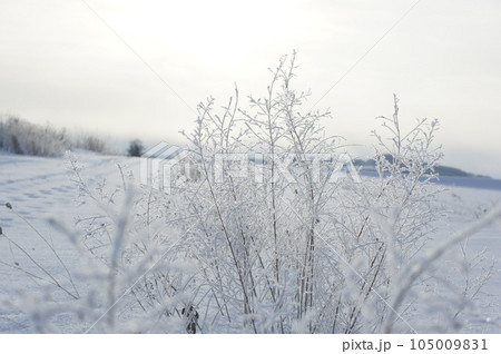 凍り付く植物 105009831