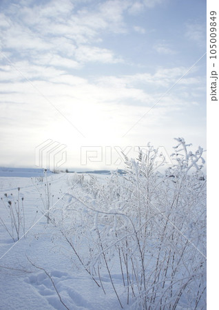 凍り付く植物 105009849