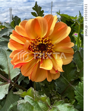 Orange dahlia grows in the garden Orange dahlia grows in the garden 105010321